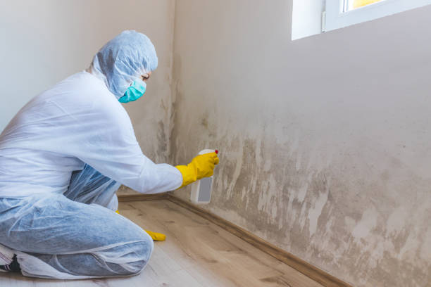 Licensed Black Mold Removal service in Plainfield, NJ - WQB Mold Removal