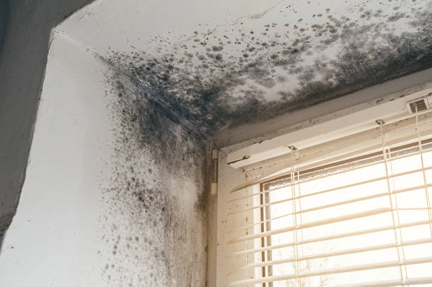 Affordable Black Mold Removal solutions in Plainfield, NJ